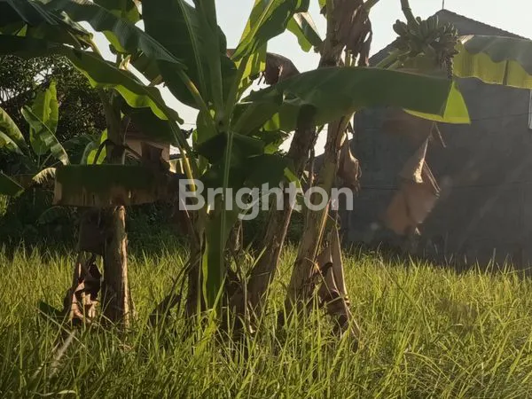 image TANAH DI PERING (1)