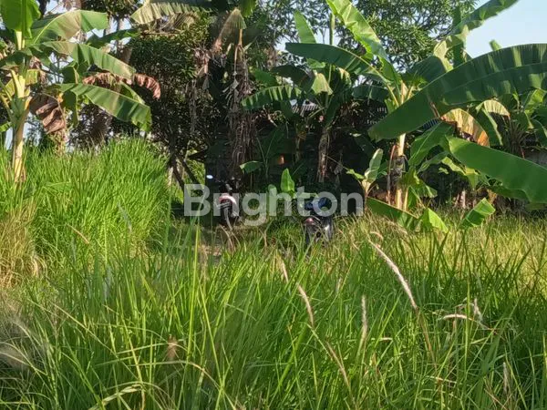 image TANAH DI PERING (2)