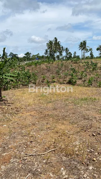 image LAHAN PREMIUM SELUAS 5 HA DI BANDAR DALAM, SIDOMULYO, LAMPUNG SELATAN (2)