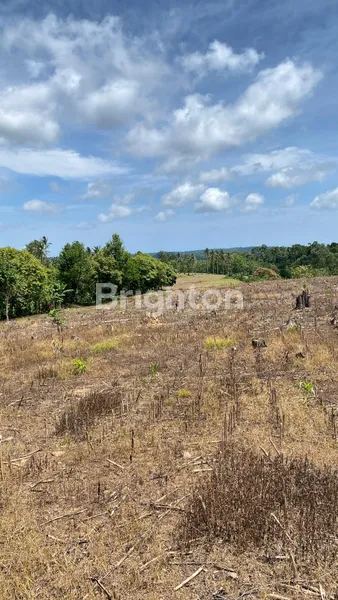 image LAHAN PREMIUM SELUAS 5 HA DI BANDAR DALAM, SIDOMULYO, LAMPUNG SELATAN (3)