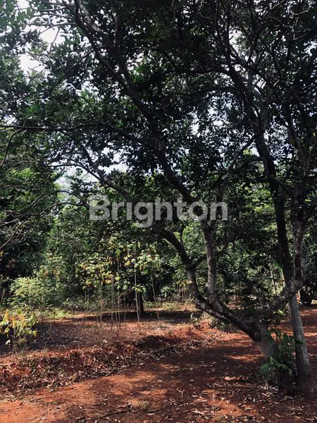 image TANAH KEBUN SHM PRODUKTIF DI JAWA BARAT (1)