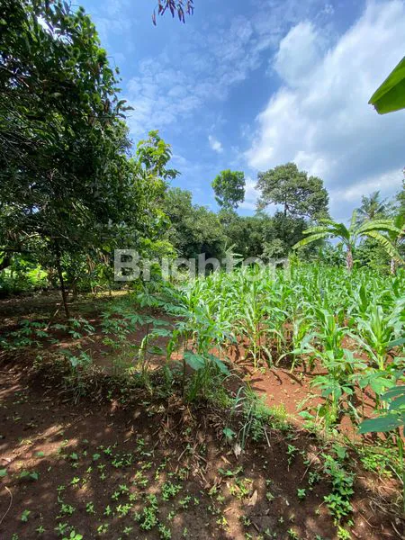 image TANAH KEBUN SHM PRODUKTIF DI JAWA BARAT (2)