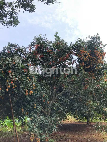 image TANAH KEBUN SHM PRODUKTIF DI JAWA BARAT (6)