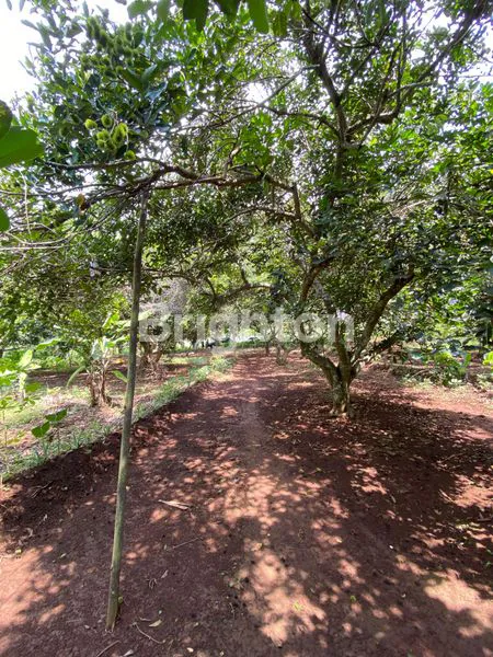 image TANAH KEBUN SHM PRODUKTIF DI JAWA BARAT (5)