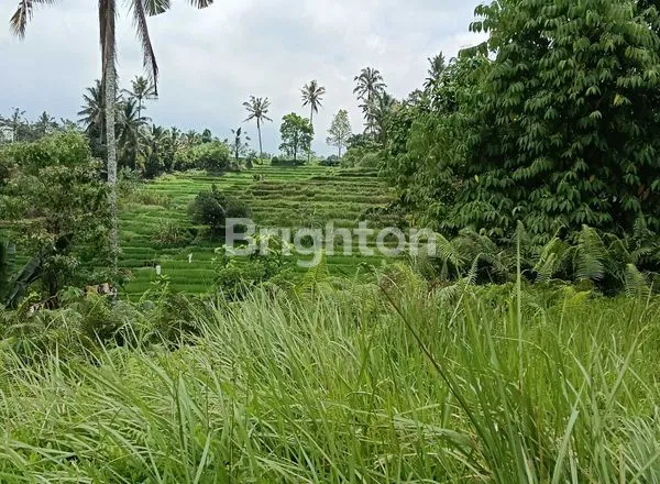 image INVESTASI TANAH 1,39 HEKTAR ZONA KUNING IZIN VILLA, SIAP BANGUN, VIEW GUNUNG, SAWAH, SUNGAI, DI KAWASAN WISATA PENEBEL TABANAN  (6)