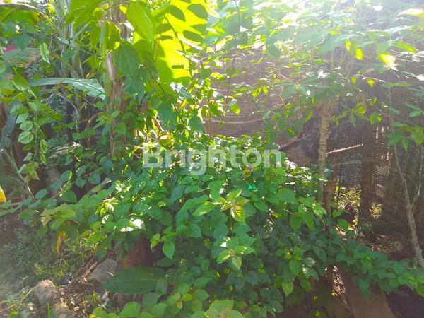 image TANAH 80 M² DI SUKAMAJU, MEGAMENDUNG  (1)