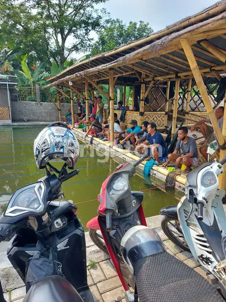 image KOLAM PANCING SIAP USAHA DI CIOMAS (5)