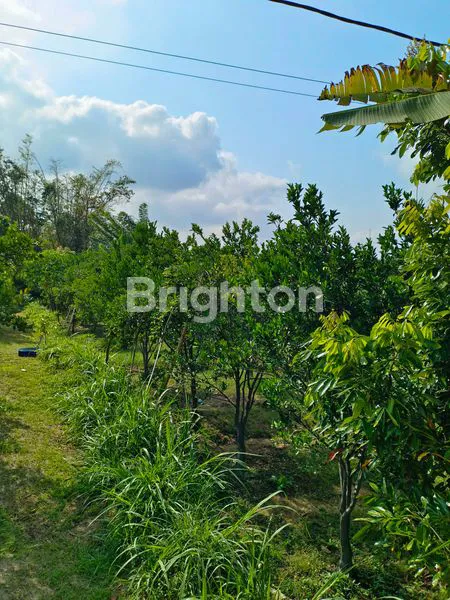 image TANAH LUAS 360M² DI JALAN DAU, MALANG (3)