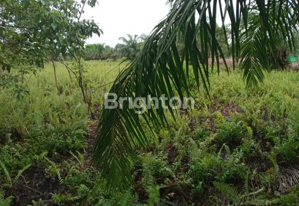 image TANAH LUAS 12.000M² DI SANGATTA TAMA CITY (2)