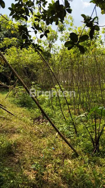 image TANAH KAVLING DI BOJONG SARI DEPOK DEKAT DENGAN SMAN 10, SHM ,JL RAYA CURUG ,DEPOK ,JAWA BARAT (5)
