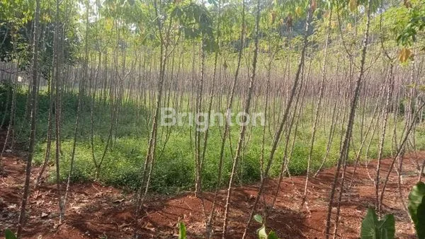 image TANAH KAVLING DI BOJONG SARI DEPOK DEKAT DENGAN SMAN 10, SHM ,JL RAYA CURUG ,DEPOK ,JAWA BARAT (6)