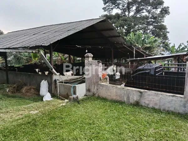 image DIJUAL TANAH 7.000 M² DENGAN RUMAH & PETERNAKAN SAPI PERAH AKTIF — LEUWILIANG, BOGOR (3)