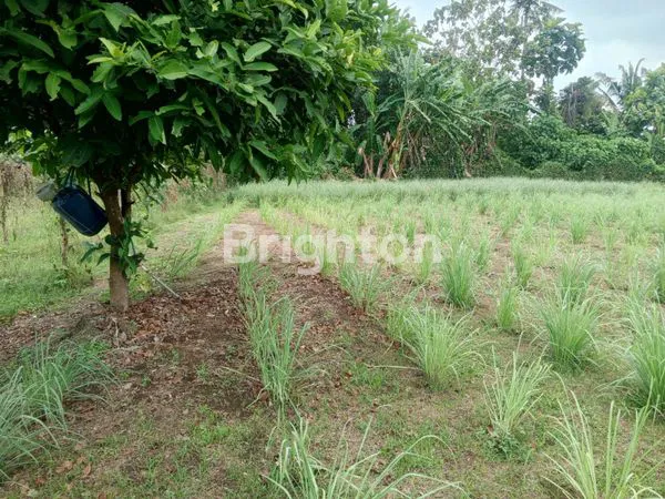 image TANAH STRATEGIS 26 ARE DEKAT PANTAI DI BERABAN (3)