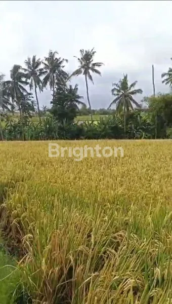 image TANAH 3415 M2 COCOK VILLA DI KABA2 KEDIRI TABANAN  BALI  (8)