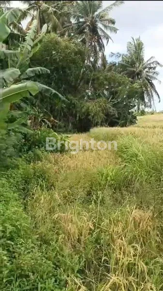 image TANAH 3415 M2 COCOK VILLA DI KABA2 KEDIRI TABANAN  BALI  (7)
