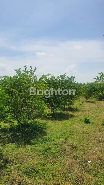 image TANAH KOMERSIAL NOL JALAN RAYA DAENDLES GRESIK (1)