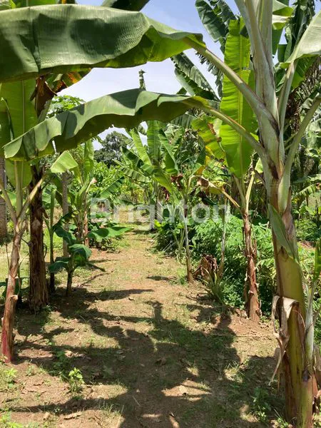 image TANAH 1.000 M2 STABAT (6)