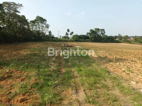 image TANAH ( LAHAN KOSONG ) SELUAS 1.1 HEKTAR ATAU 11000 M2 (5)