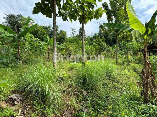 image LAHAN SIAP HUNI 1945M²,ADA  POHON DURIAN & SHM BOGOR (4)