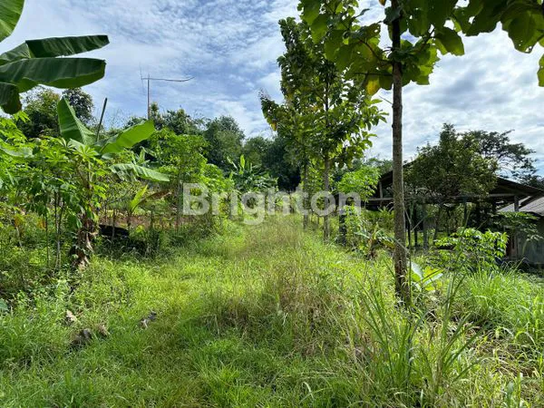 image LAHAN SIAP HUNI 1945M²,ADA  POHON DURIAN & SHM BOGOR (6)