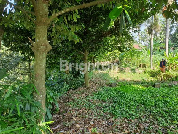 image LAHAN SIAP HUNI 1945M²,ADA  POHON DURIAN & SHM BOGOR (1)