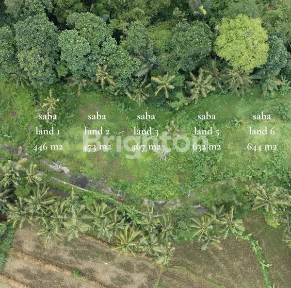 LAND LONG LEASE 25 YEARS IN SABA GIANYAR BALI