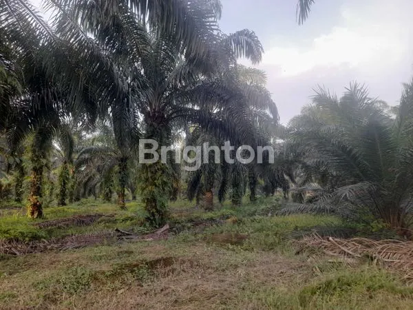 image DIJUAL TANAH  JL.BERINGIN AIR HITAM (1)