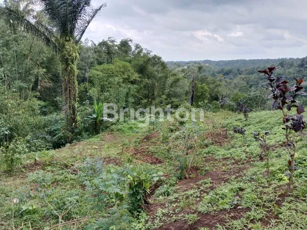 image CLUSTER 2 – KEBUN DURIAN MUSANG KING & ALPUKAT HAAS | VIEW GUNUNG BATUKARU (8)