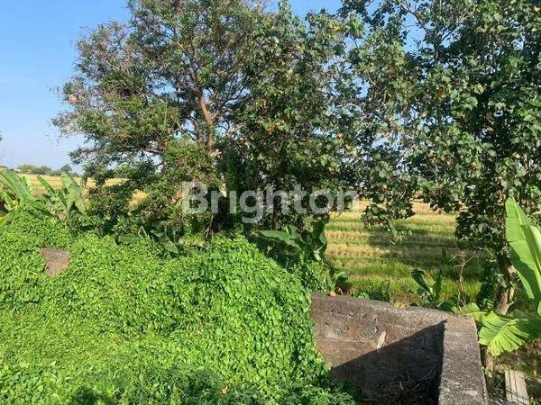 image LOKASI PREMIUM TANAH 300M², DEKAT PANTAI KEDUNGU (2)