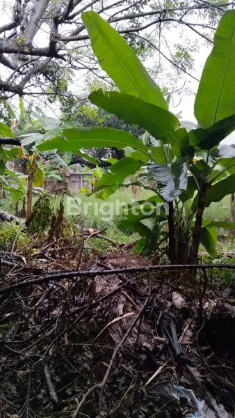 image TANAH KOSONG POTENSIAL SIAP BANGUN LOKASI STRATEGIS DEKAT TOL CIMANGGIS (4)