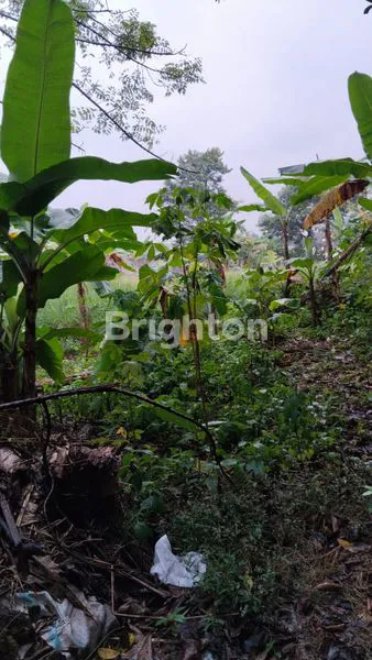 image TANAH KOSONG POTENSIAL SIAP BANGUN LOKASI STRATEGIS DEKAT TOL CIMANGGIS (3)