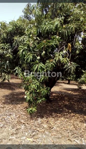 image TANAH LUAS 5,8 HEKTAR DI INDRAMAYU (5)