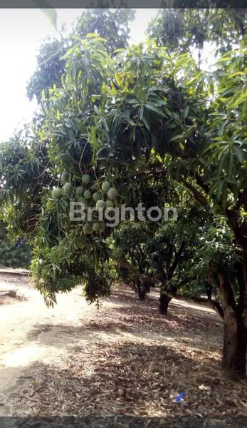 image TANAH LUAS 5,8 HEKTAR DI INDRAMAYU (3)