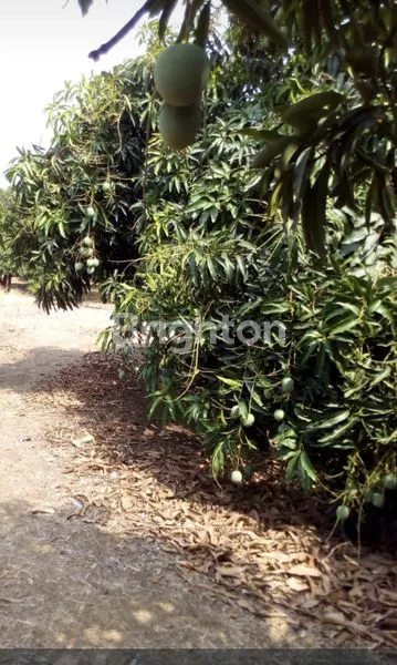 image TANAH LUAS 5,8 HEKTAR DI INDRAMAYU (4)