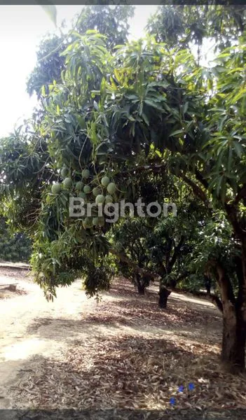 image TANAH LUAS 5,8 HEKTAR DI INDRAMAYU (2)