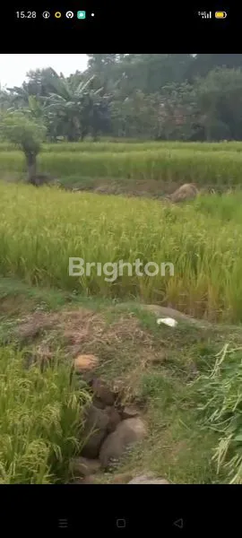 image SAWAH  SUBUR  MAKMUR DI SUKA MAKMUR BOGOR (2)