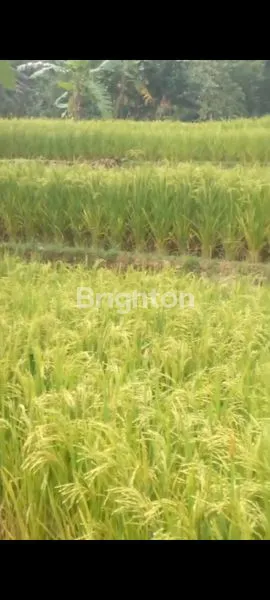 image SAWAH  SUBUR  MAKMUR DI SUKA MAKMUR BOGOR (4)