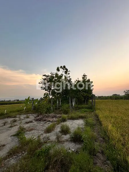 image RUMAH KLASIK LUAS 1007M² DI TRUCUK (4)