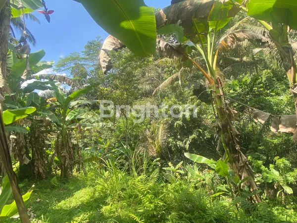 image TANAH SEWA 91 ARE VIEW JUNGLE DEKAT UBUD (3)