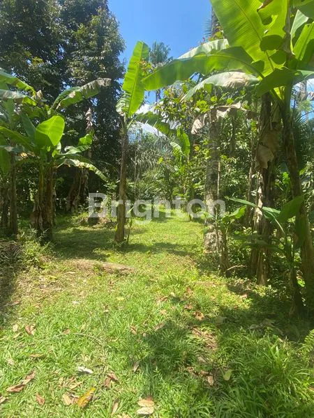 image TANAH SEWA 91 ARE VIEW JUNGLE DEKAT UBUD (4)