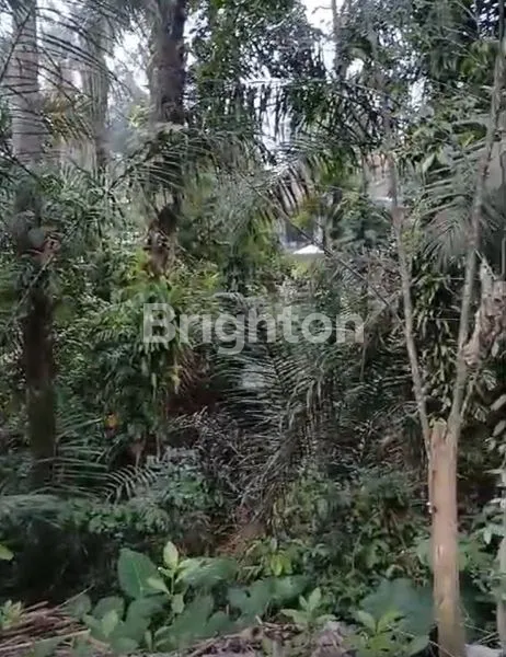 image TANAH MURAH SAYAN UBUD VIEW SUNGAI (1)