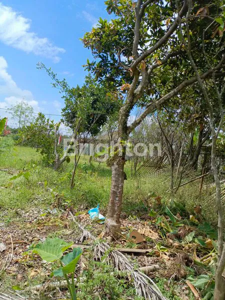 image TANAH JALAN RAYA DIENG ATAS MALANG (4)