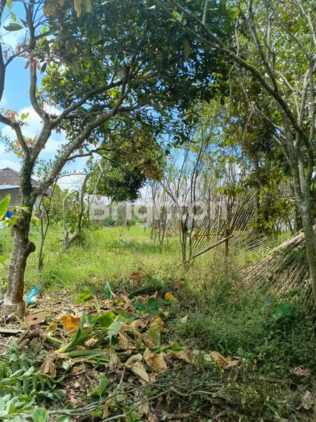 image TANAH JALAN RAYA DIENG ATAS MALANG (5)