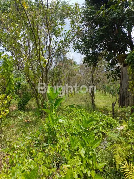 image TANAH JALAN RAYA DIENG ATAS MALANG (6)