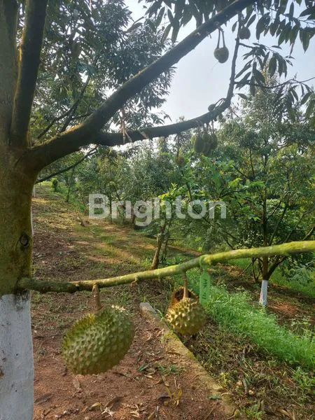 JUAL MURAH  KEBUN DURIAN MUSANGKING JASINGA DESA TEGAL WANGI BOGOR