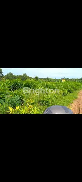 image LAHAN STRATEGIS EKSLUSIVE 5000METER WILAYAH SEDANG BERKEMBANG MAJA BANTEN (3)