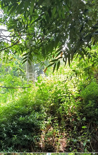 image TANAH LUAS 17.260M² SHM DI CIPATAT (1)