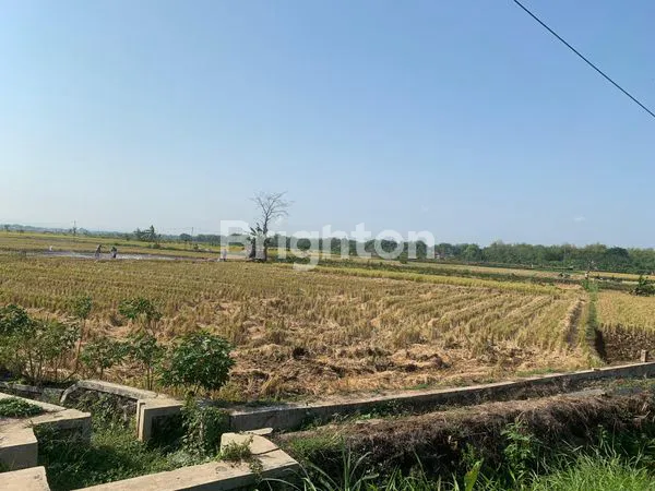 image JUAL SAWAH JALAN RAYA TANON  (2)