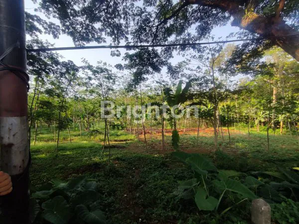 image DI JUAL TANAH JLN PANTURA BANYUPUTIH (2)