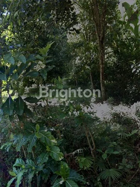 image INVESTASI TANAH 1000M² DI SINGARAJA BALI (3)